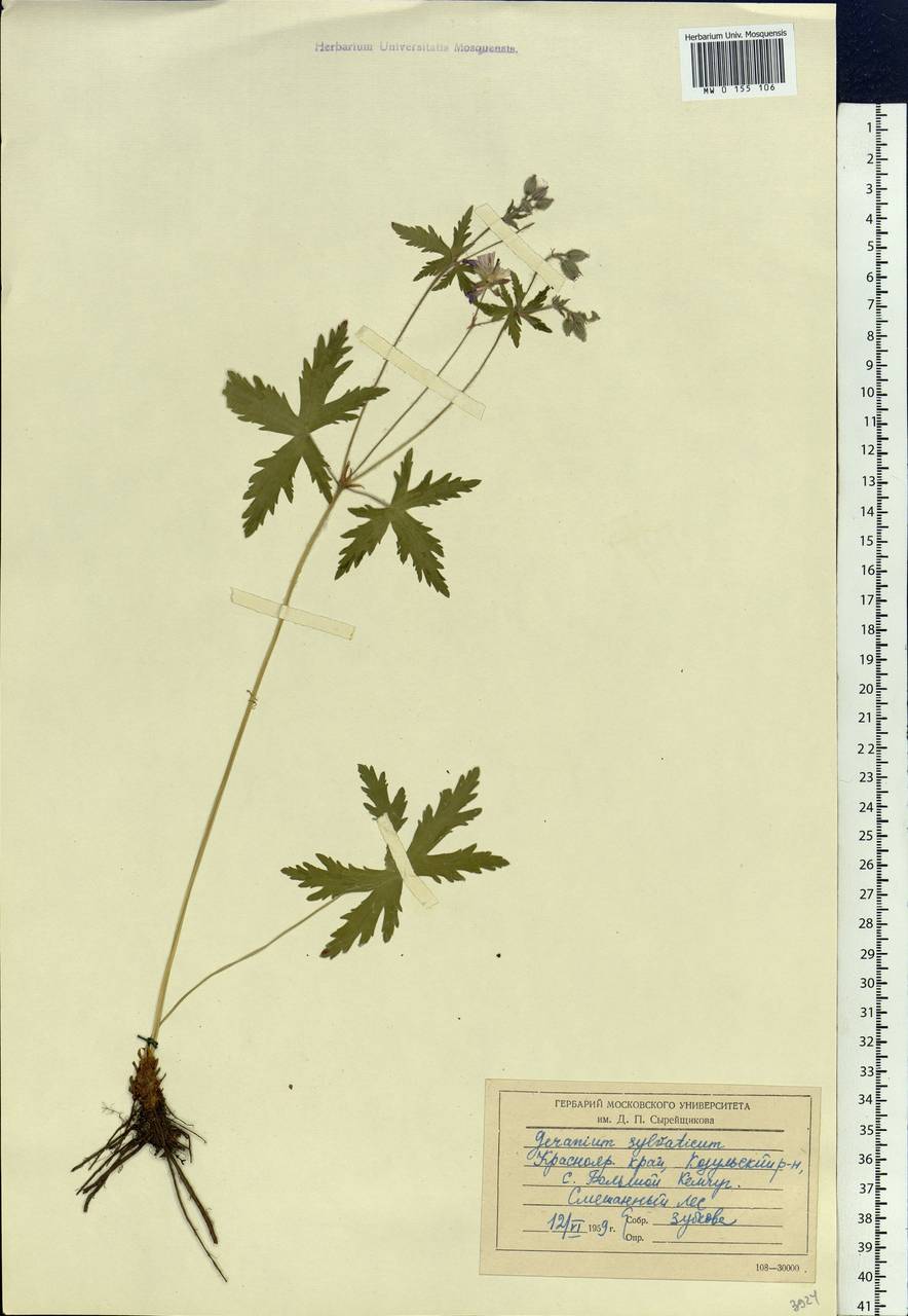 Geranium sylvaticum L., Siberia, Central Siberia (S3) (Russia)