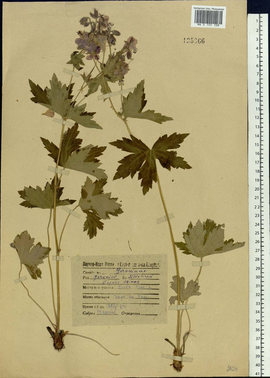 Geranium sylvaticum L., Siberia, Baikal & Transbaikal region (S4) (Russia)