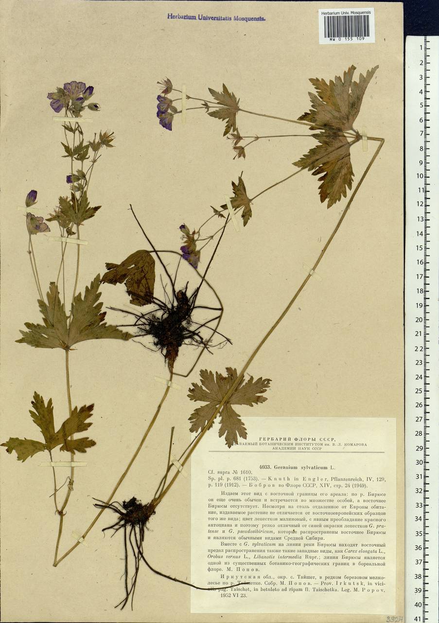 Geranium sylvaticum L., Siberia, Baikal & Transbaikal region (S4) (Russia)