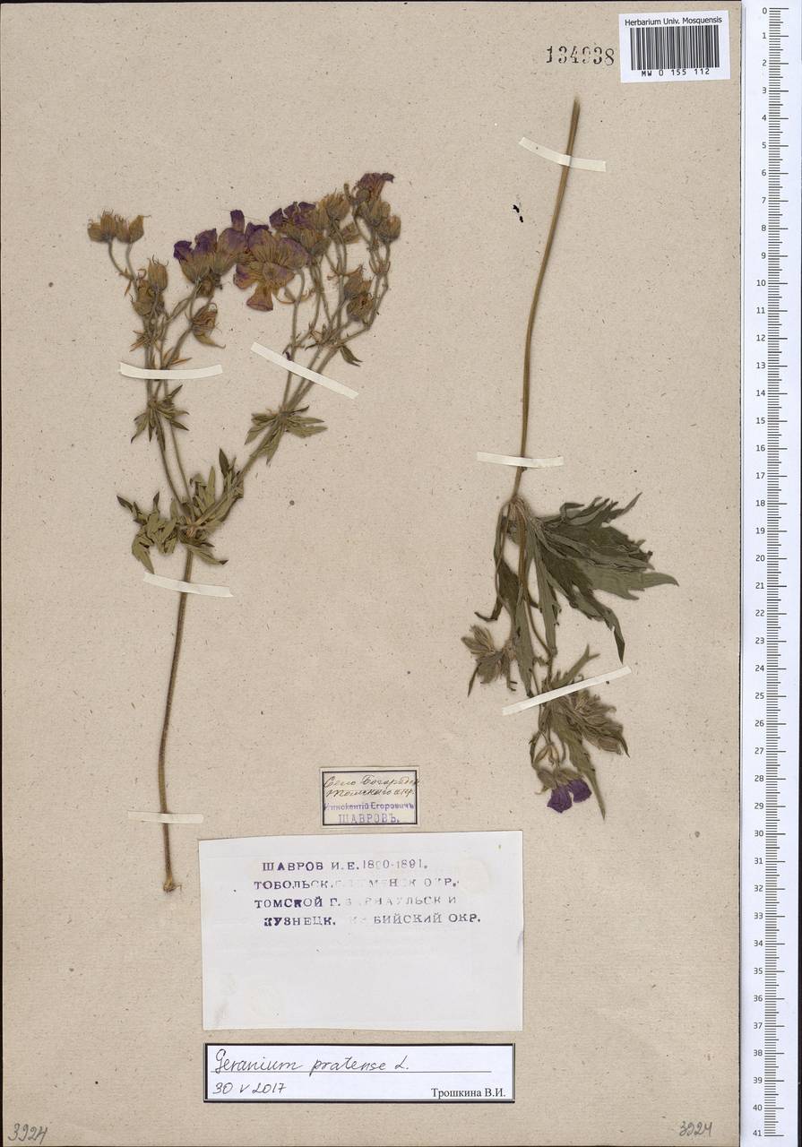 Geranium pratense L., Siberia, Western Siberia (S1) (Russia)