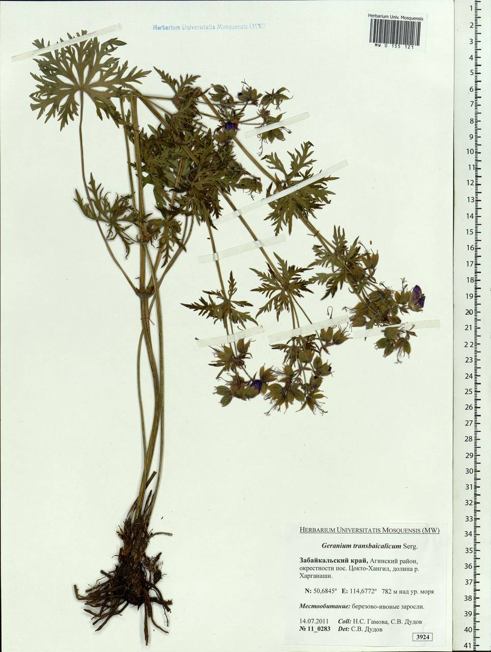 Geranium pratense L., Siberia, Baikal & Transbaikal region (S4) (Russia)