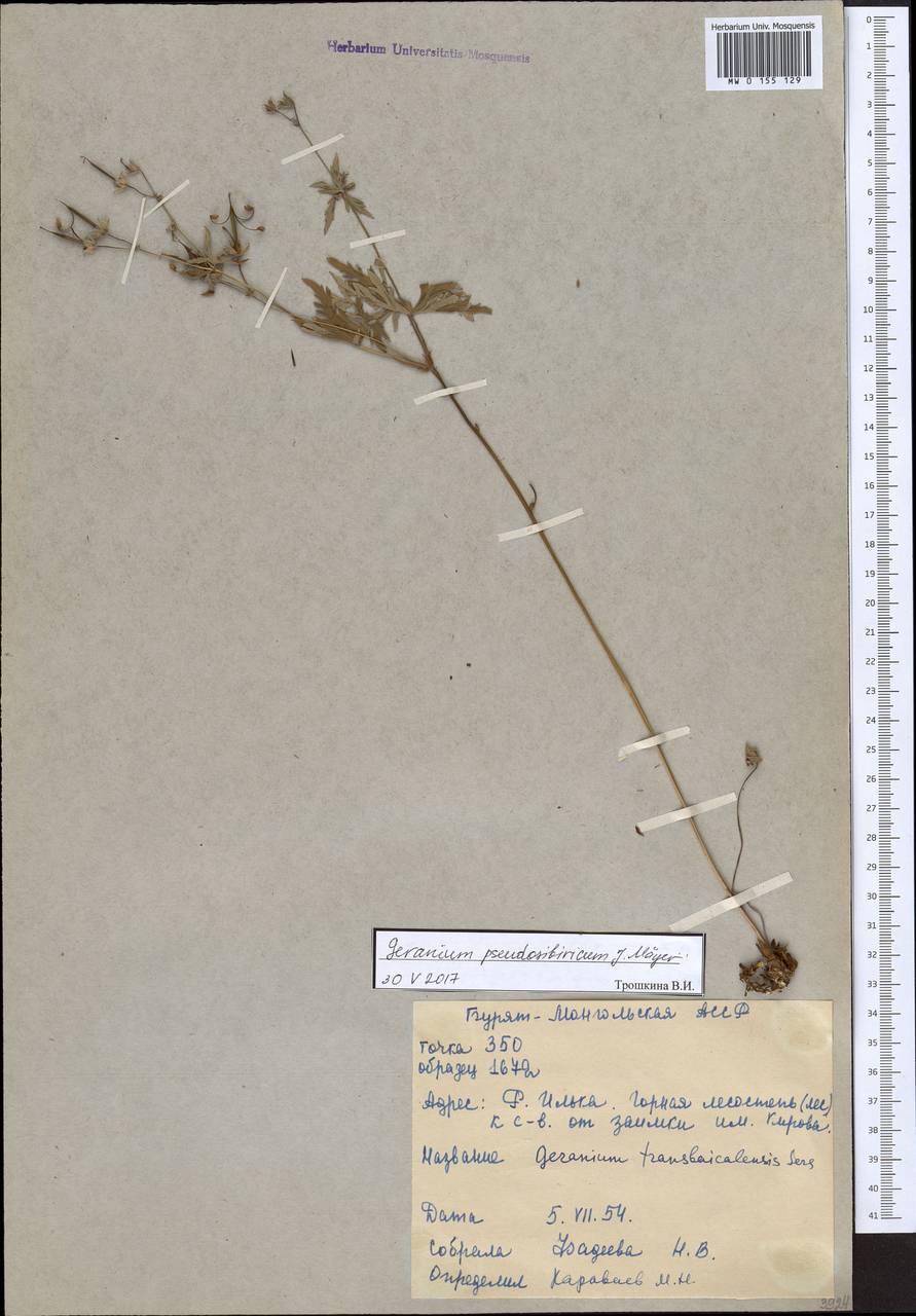 Geranium pseudosibiricum J. Mayer, Siberia, Baikal & Transbaikal region (S4) (Russia)