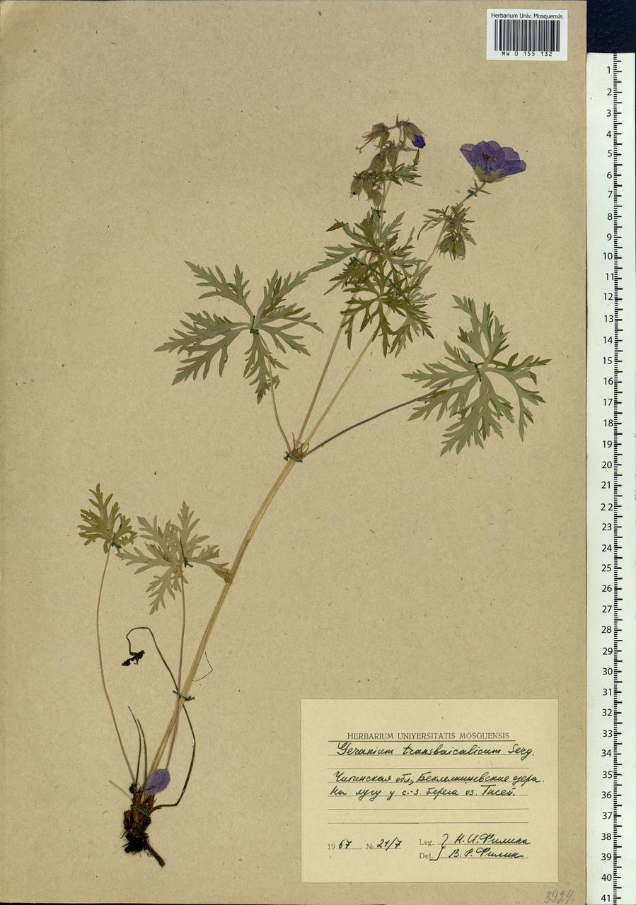 Geranium pratense L., Siberia, Baikal & Transbaikal region (S4) (Russia)