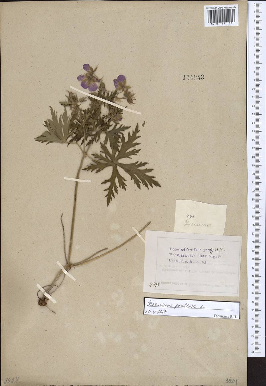 Geranium pratense L., Siberia, Baikal & Transbaikal region (S4) (Russia)