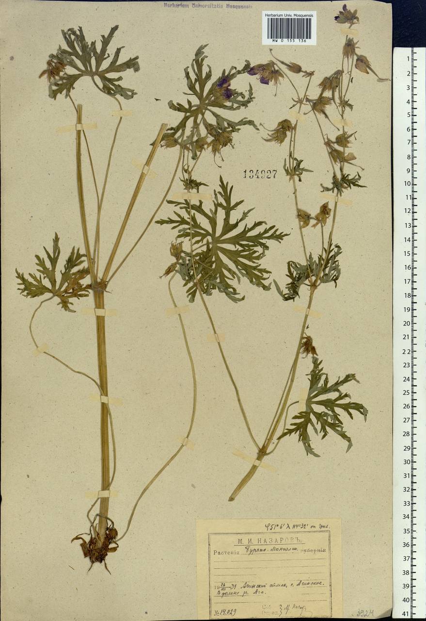 Geranium pratense L., Siberia, Baikal & Transbaikal region (S4) (Russia)