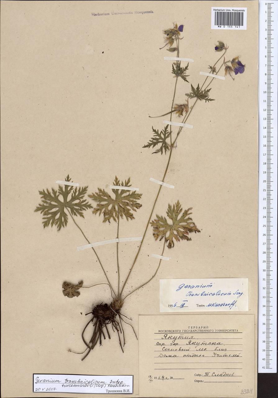 Geranium pratense L., Siberia, Yakutia (S5) (Russia)