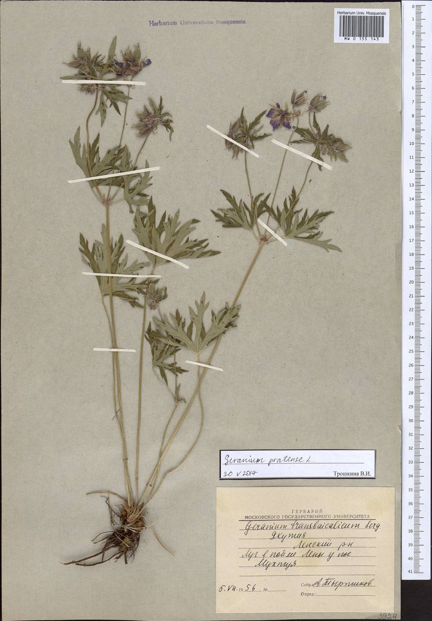 Geranium pratense L., Siberia, Yakutia (S5) (Russia)