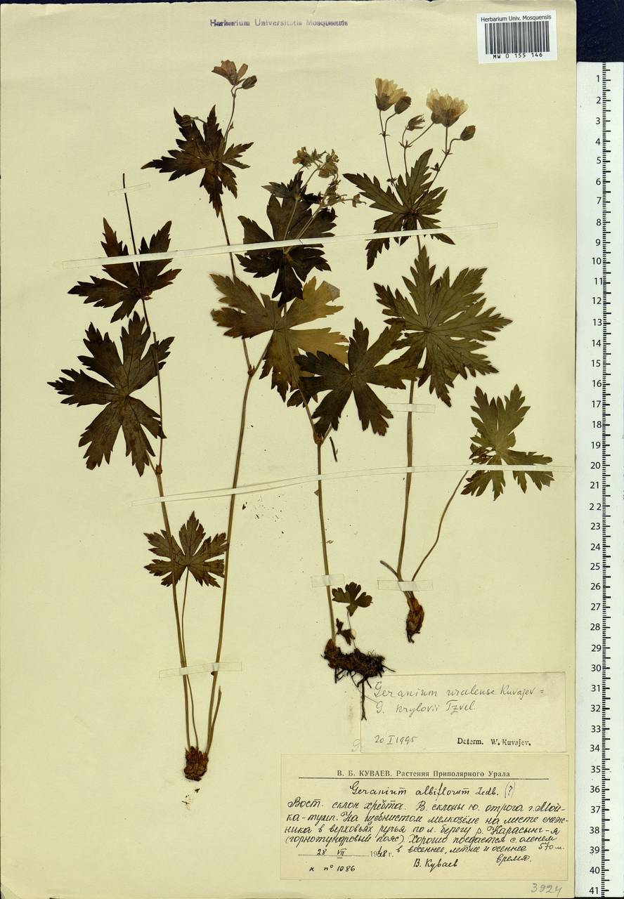 Geranium sylvaticum L., Eastern Europe, Northern region (E1) (Russia)