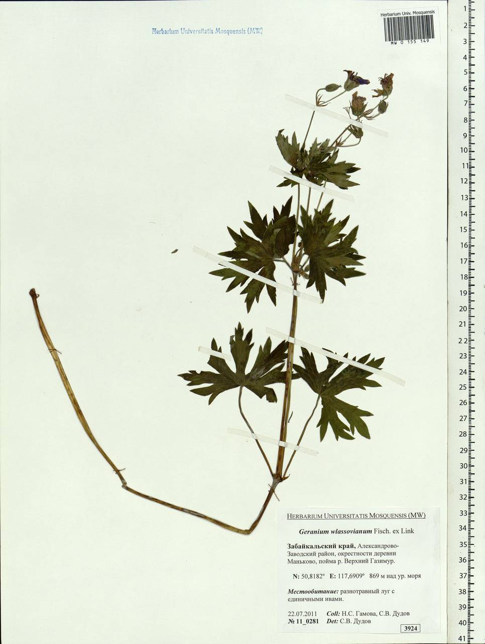 Geranium wlassovianum Fisch. ex Link, Siberia, Baikal & Transbaikal region (S4) (Russia)