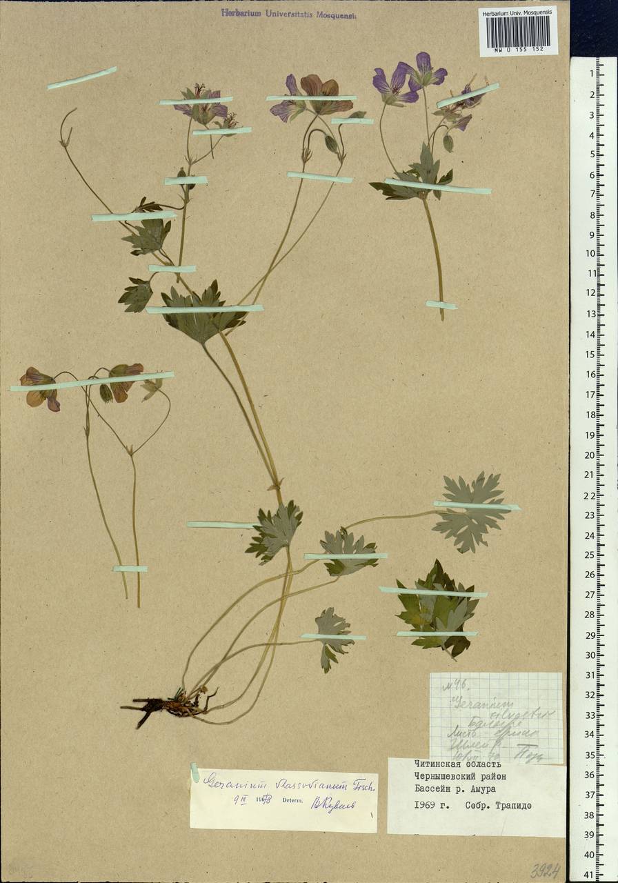 Geranium wlassovianum Fisch. ex Link, Siberia, Baikal & Transbaikal region (S4) (Russia)