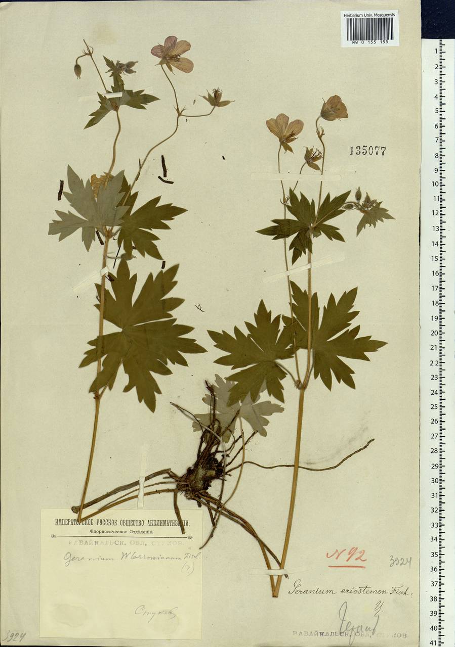 Geranium wlassovianum Fisch. ex Link, Siberia, Baikal & Transbaikal region (S4) (Russia)
