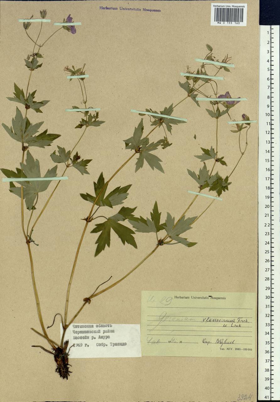 Geranium wlassovianum Fisch. ex Link, Siberia, Baikal & Transbaikal region (S4) (Russia)