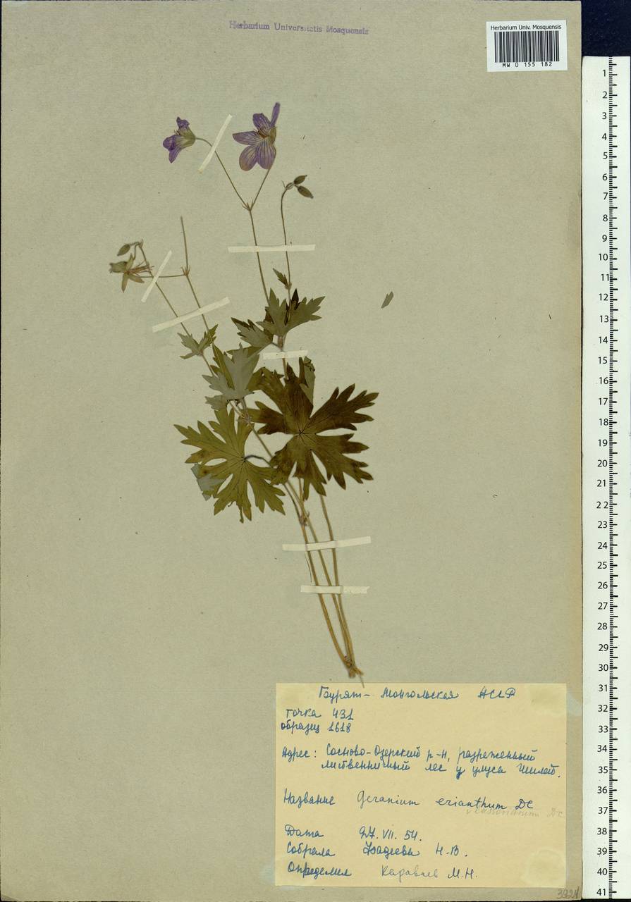 Geranium wlassovianum Fisch. ex Link, Siberia, Baikal & Transbaikal region (S4) (Russia)