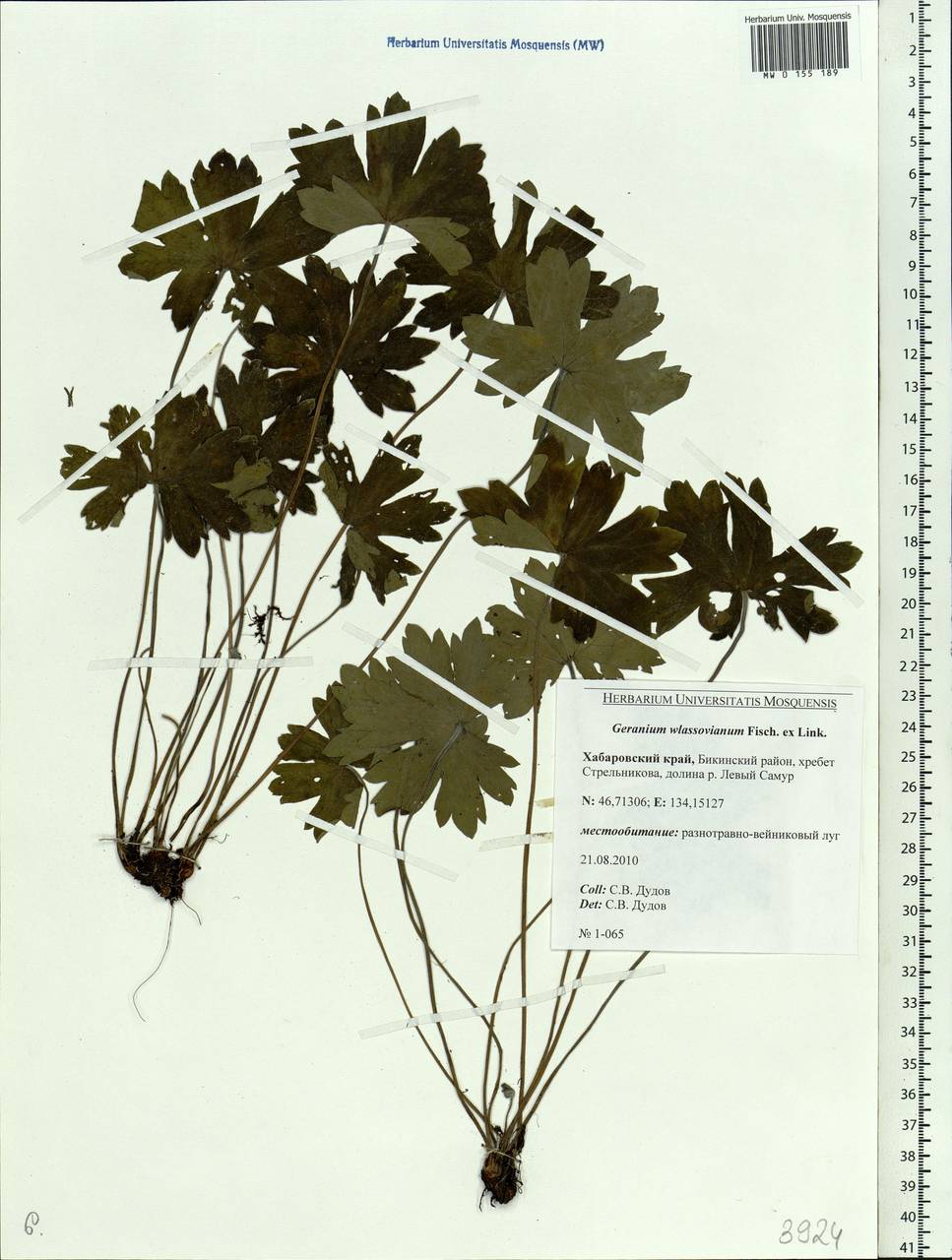 Geranium wlassovianum Fisch. ex Link, Siberia, Russian Far East (S6) (Russia)