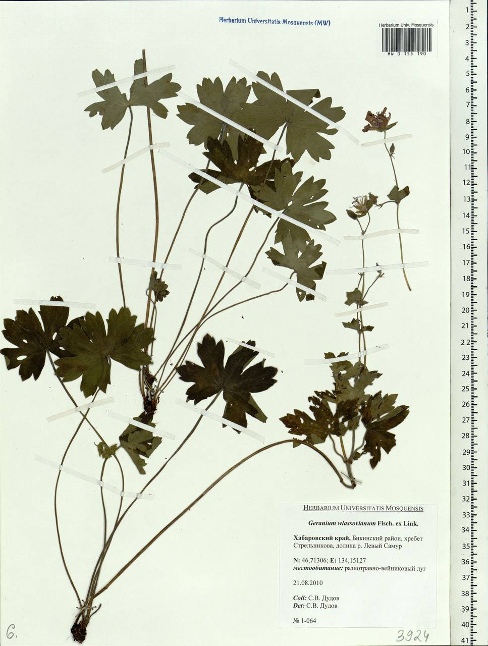 Geranium wlassovianum Fisch. ex Link, Siberia, Russian Far East (S6) (Russia)