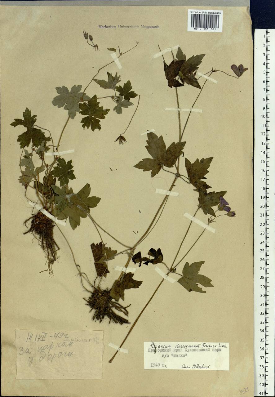 Geranium wlassovianum Fisch. ex Link, Siberia, Russian Far East (S6) (Russia)