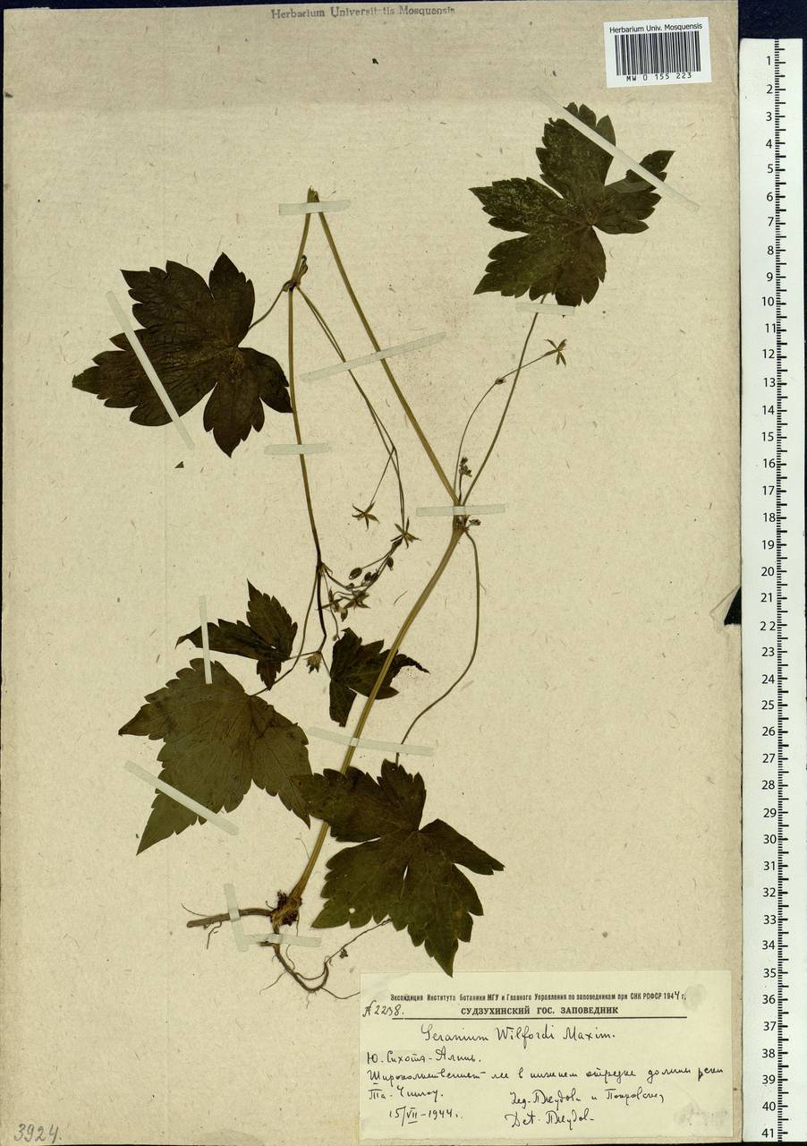 Geranium wilfordii Maxim., Siberia, Russian Far East (S6) (Russia)