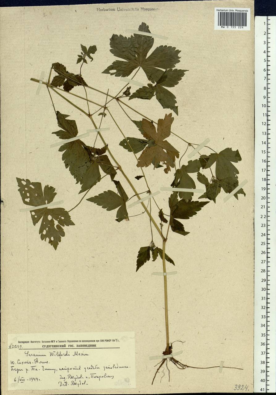 Geranium wilfordii Maxim., Siberia, Russian Far East (S6) (Russia)