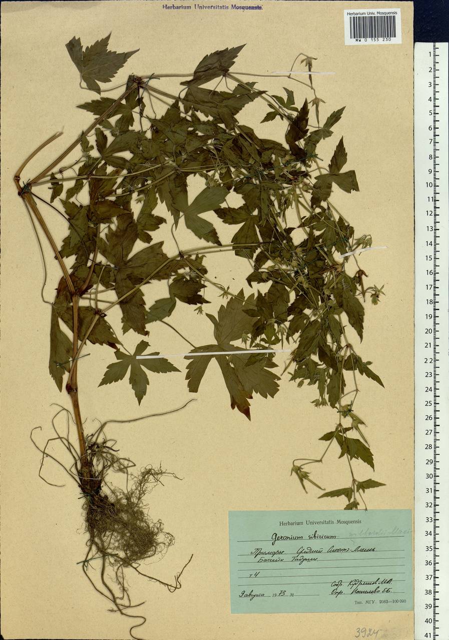 Geranium wilfordii Maxim., Siberia, Russian Far East (S6) (Russia)