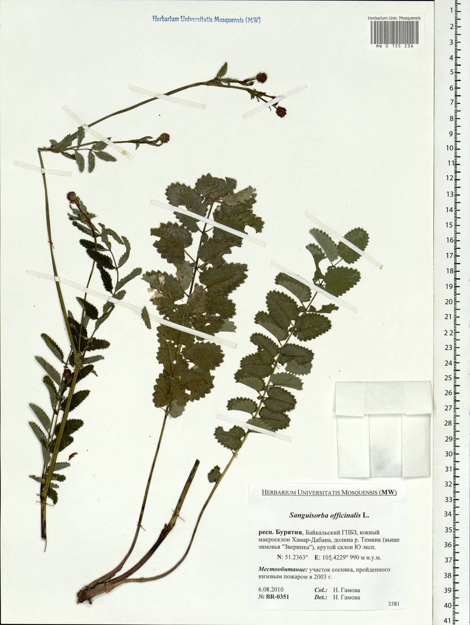 Sanguisorba officinalis L., Siberia, Baikal & Transbaikal region (S4) (Russia)