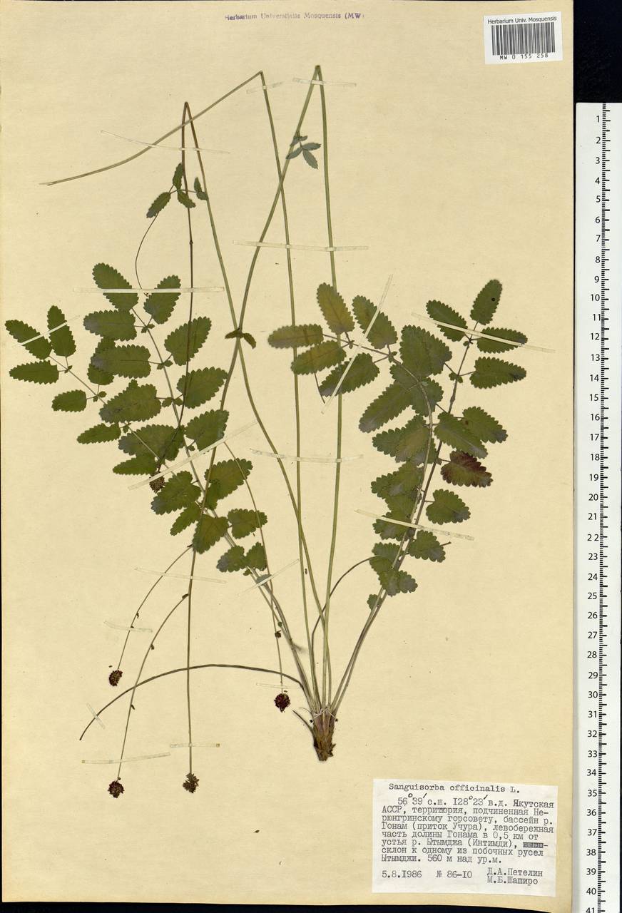 Sanguisorba officinalis L., Siberia, Yakutia (S5) (Russia)