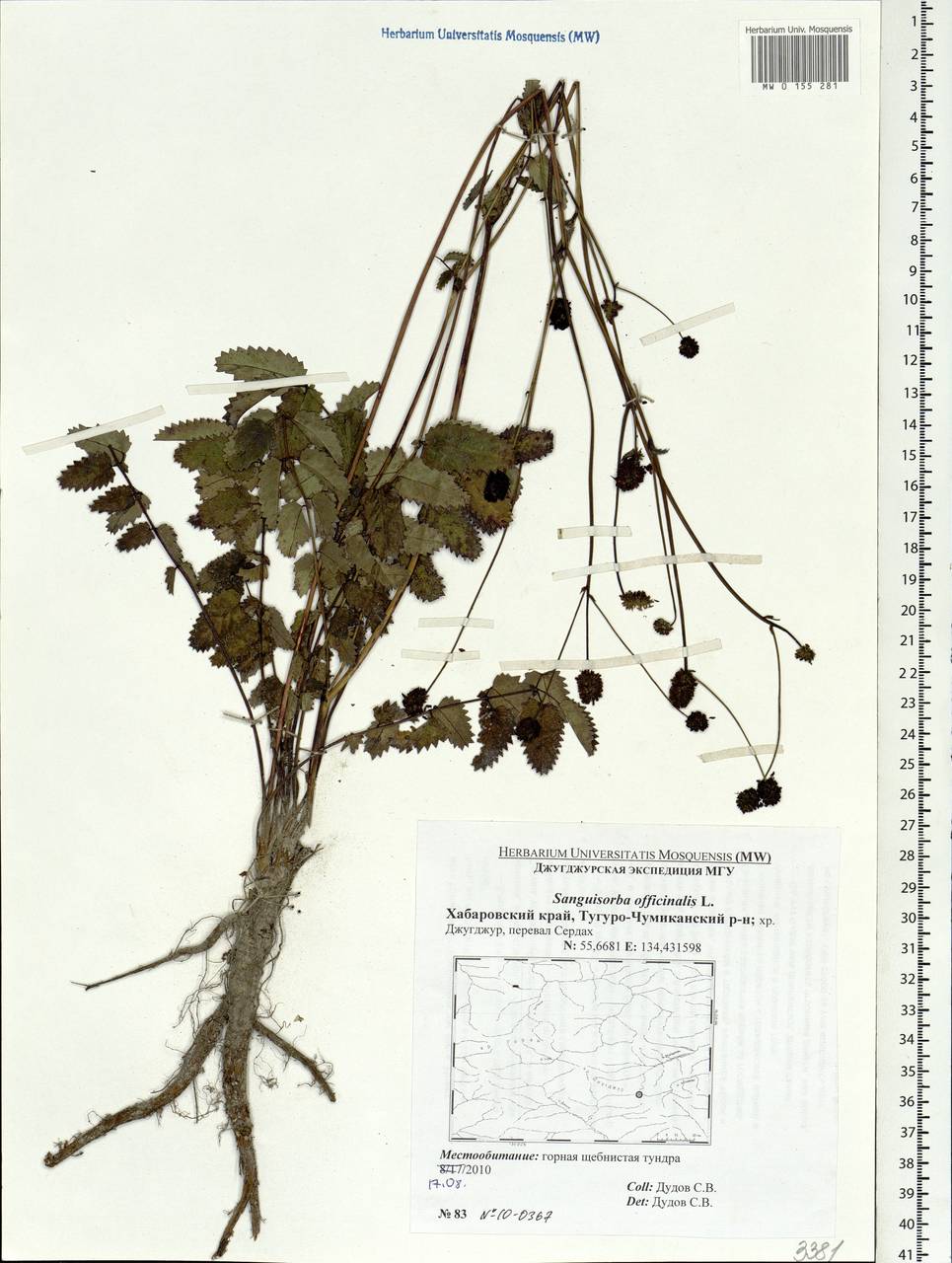 Sanguisorba officinalis L., Siberia, Russian Far East (S6) (Russia)