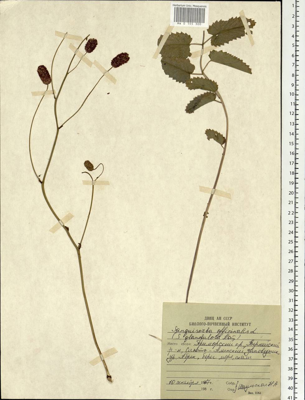 Sanguisorba officinalis L., Siberia, Russian Far East (S6) (Russia)