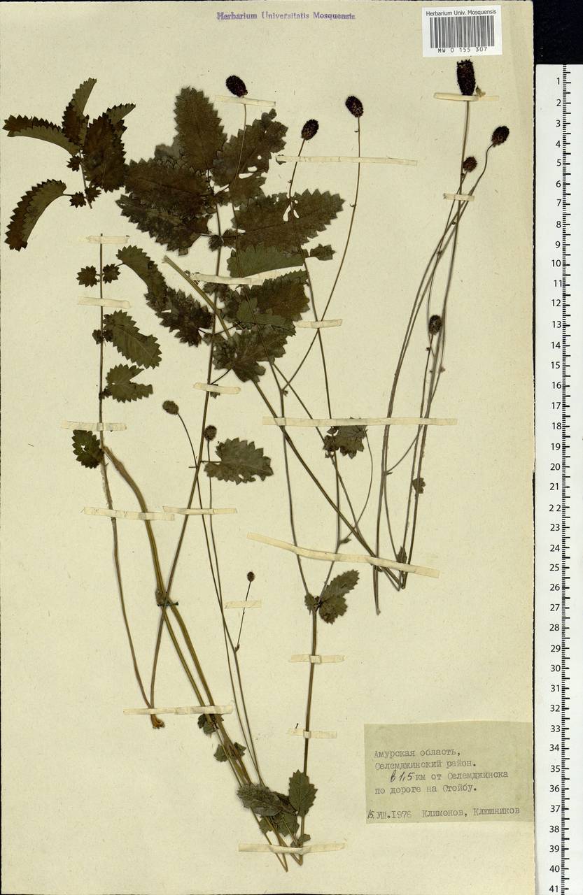 Sanguisorba officinalis L., Siberia, Russian Far East (S6) (Russia)