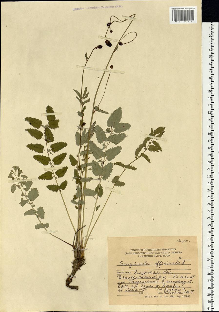 Sanguisorba officinalis L., Siberia, Russian Far East (S6) (Russia)