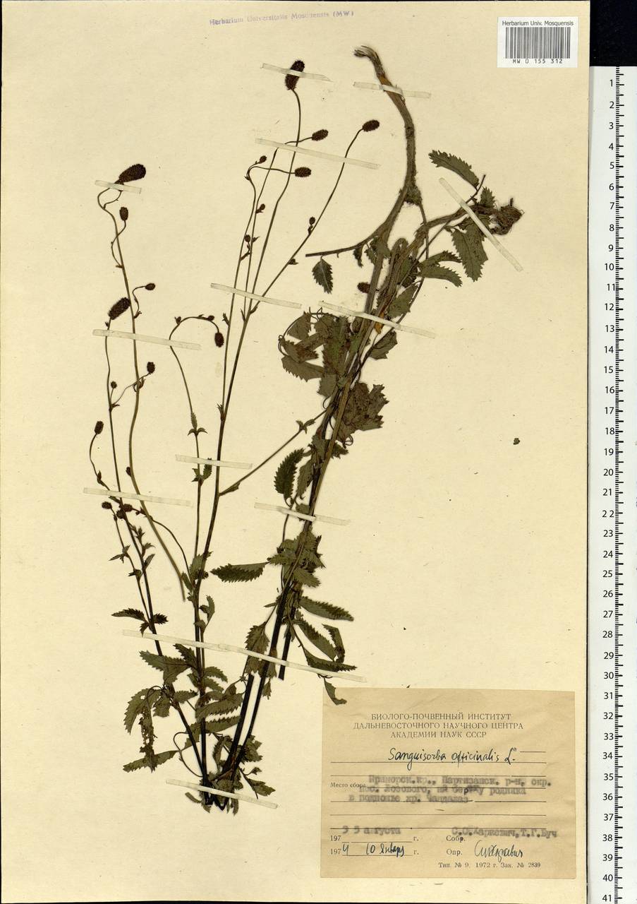 Sanguisorba officinalis L., Siberia, Russian Far East (S6) (Russia)