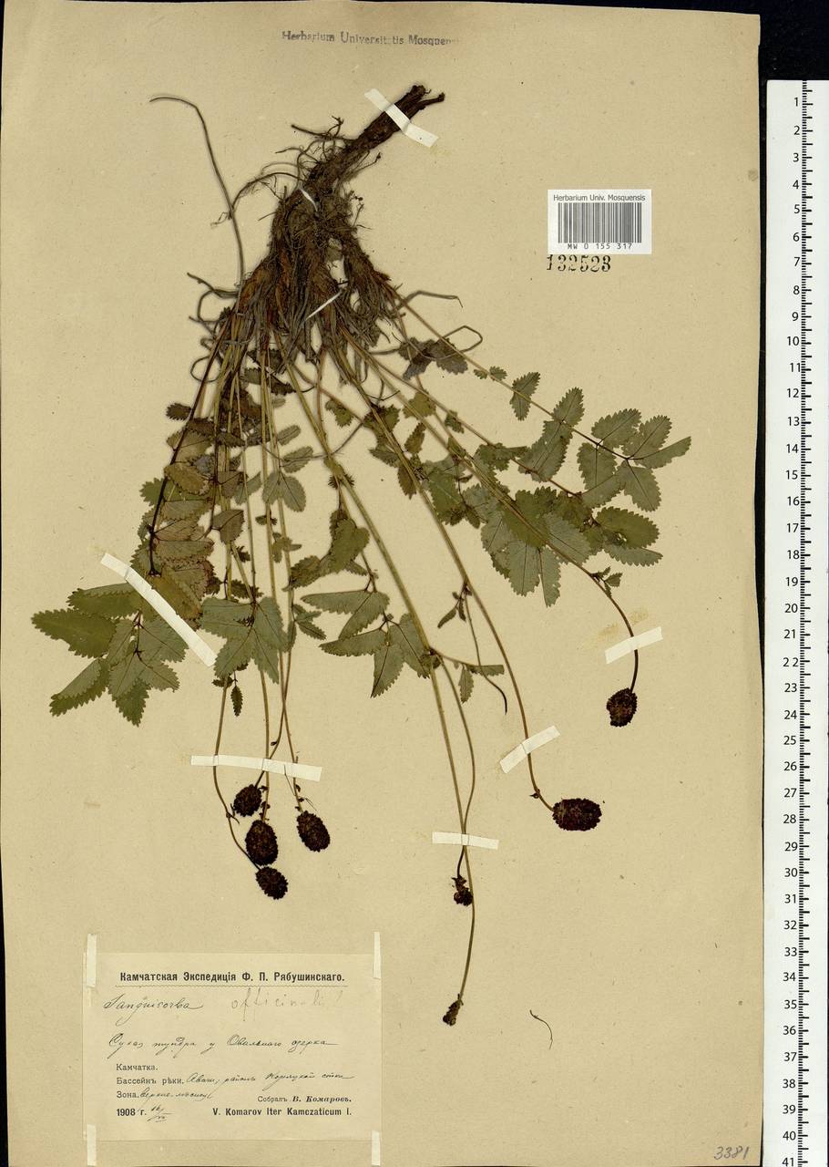 Sanguisorba officinalis L., Siberia, Chukotka & Kamchatka (S7) (Russia)