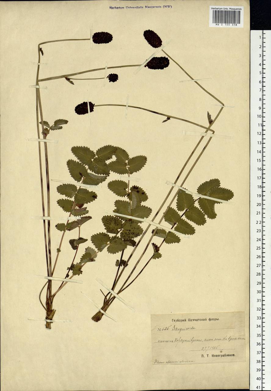 Sanguisorba officinalis L., Siberia, Chukotka & Kamchatka (S7) (Russia)