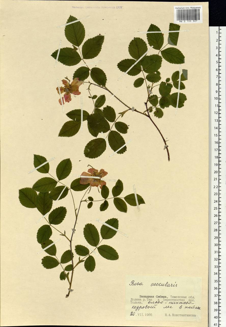 Rosa acicularis Lindl., Siberia, Western Siberia (S1) (Russia)