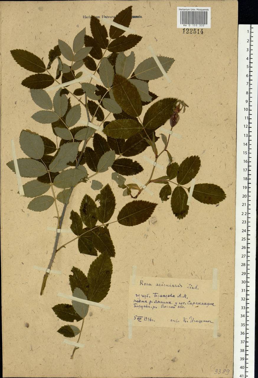 Rosa acicularis Lindl., Siberia, Western Siberia (S1) (Russia)