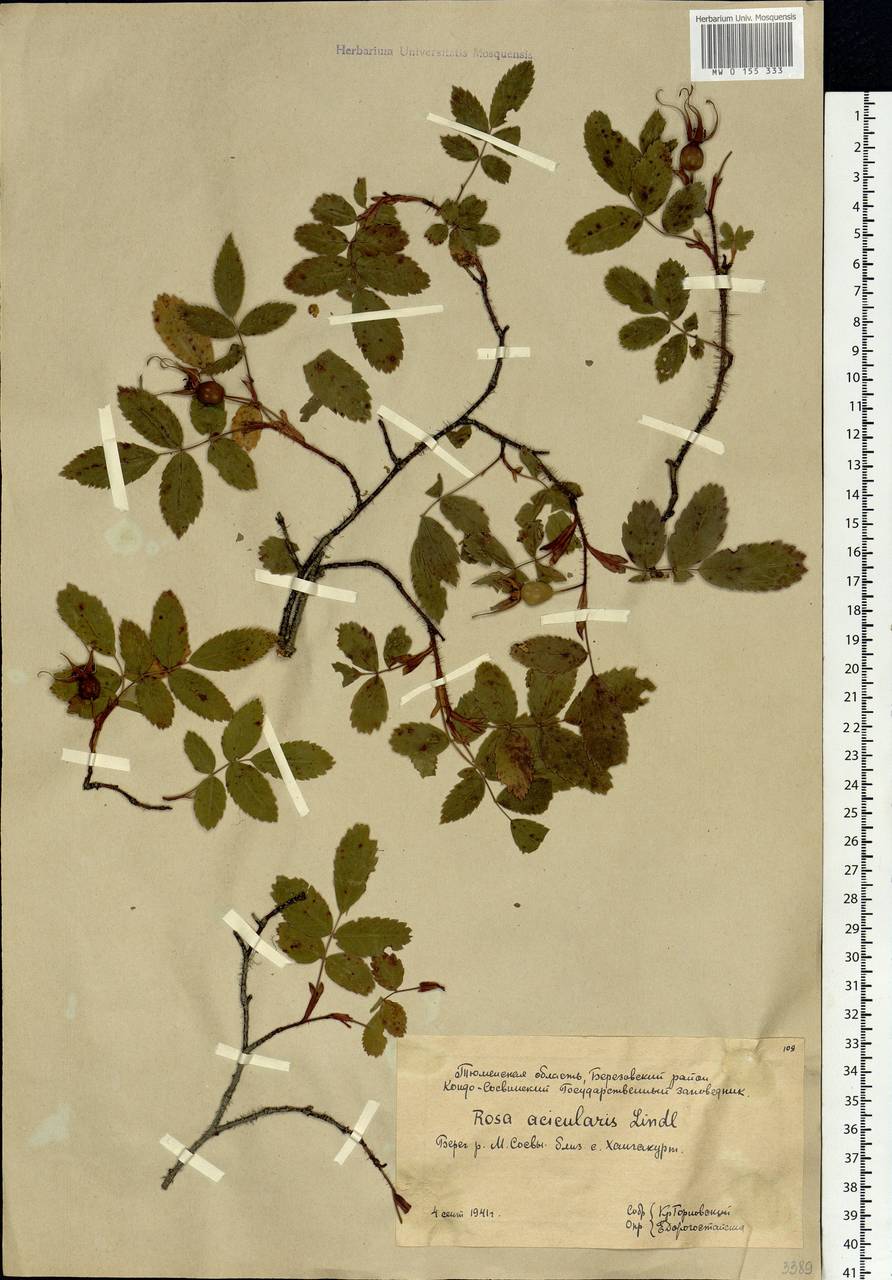 Rosa acicularis Lindl., Siberia, Western Siberia (S1) (Russia)