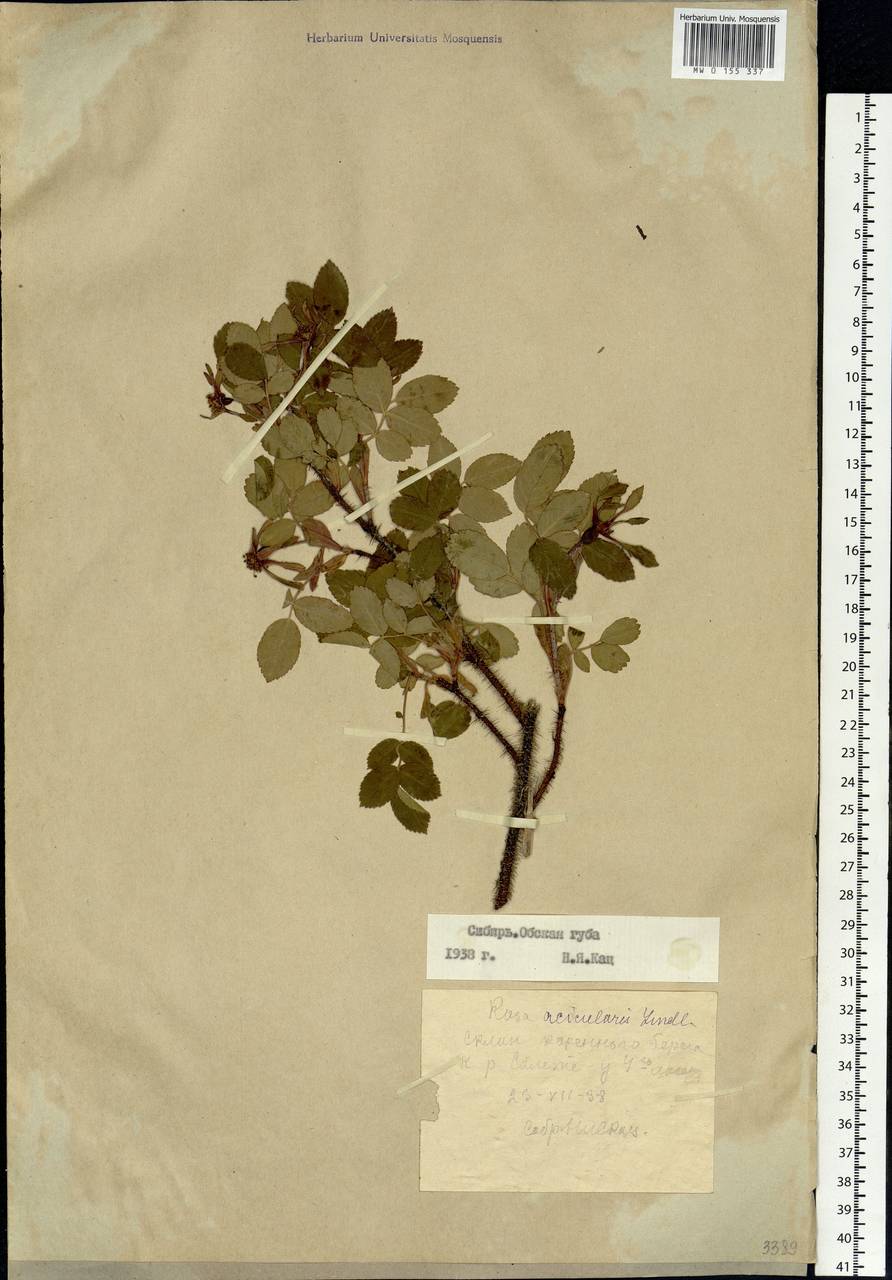 Rosa acicularis Lindl., Siberia, Western Siberia (S1) (Russia)