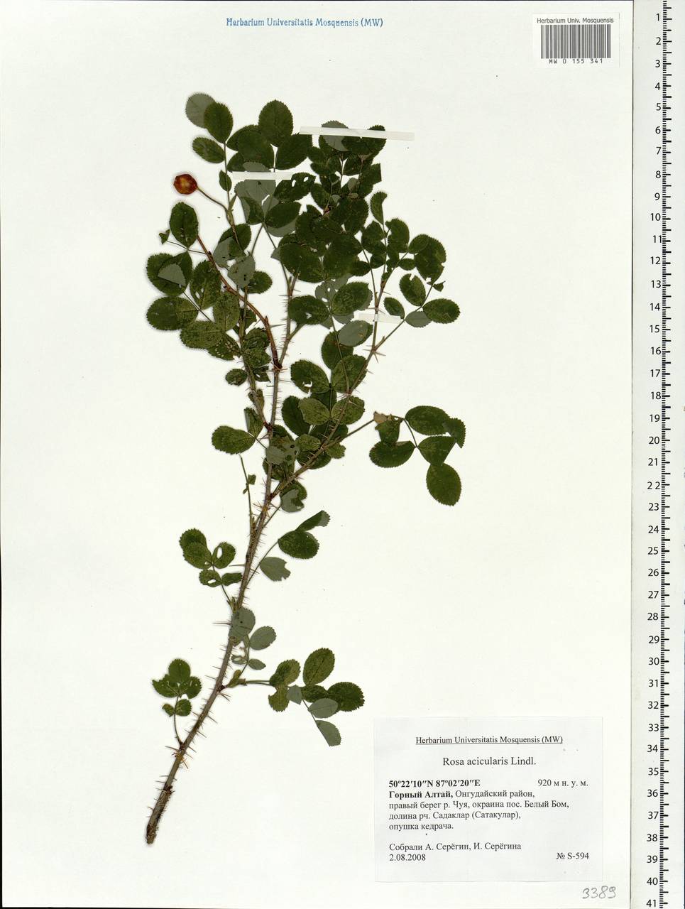 Rosa acicularis Lindl., Siberia, Altai & Sayany Mountains (S2) (Russia)