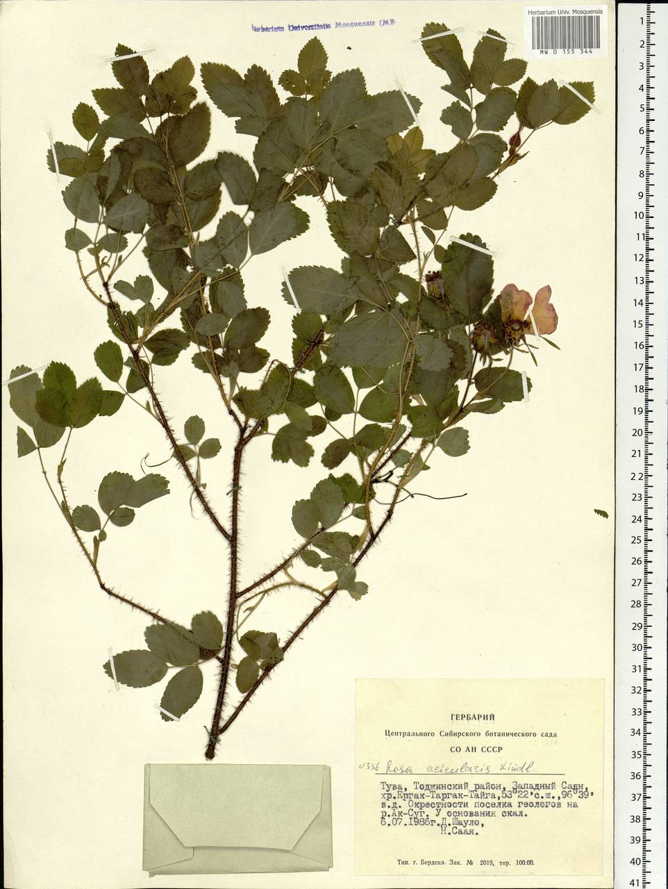 Rosa acicularis Lindl., Siberia, Altai & Sayany Mountains (S2) (Russia)