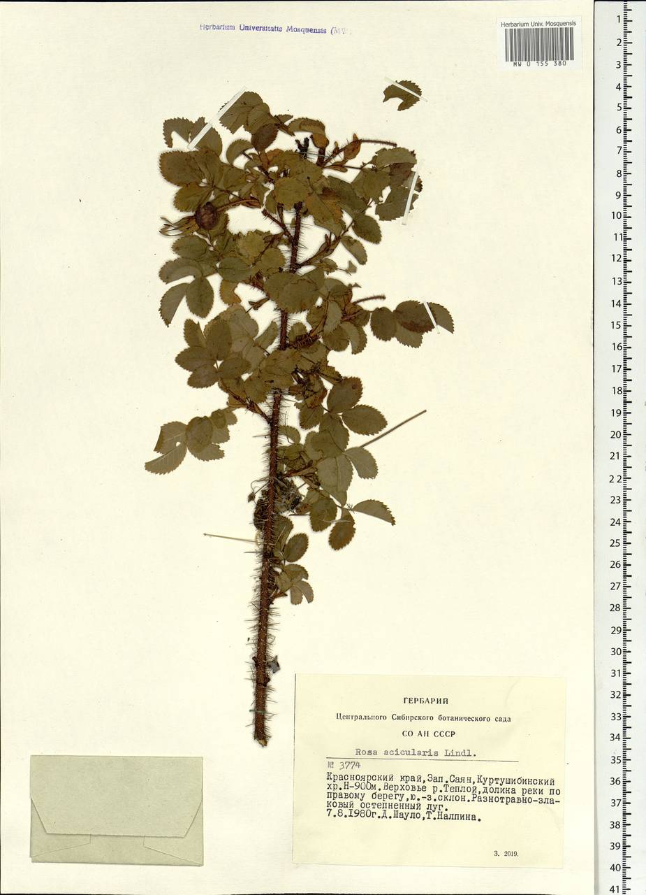 Rosa acicularis Lindl., Siberia, Altai & Sayany Mountains (S2) (Russia)