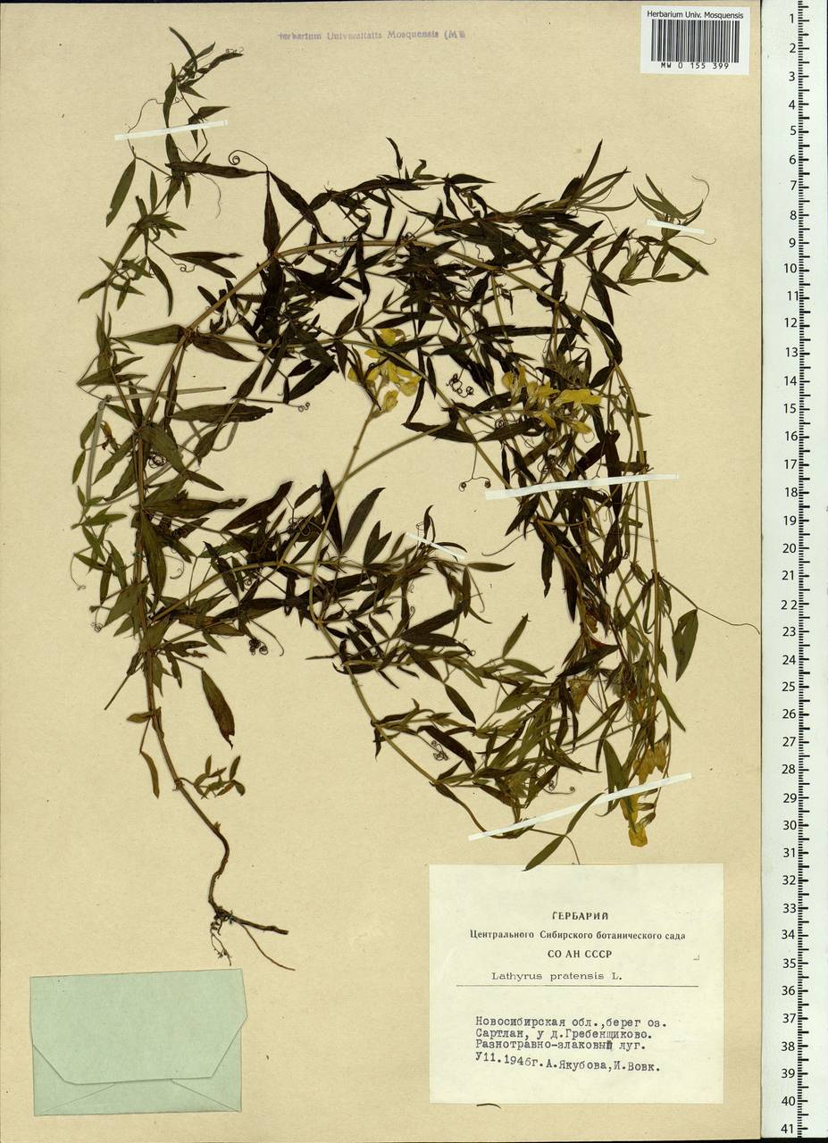 Lathyrus pratensis L., Siberia, Western Siberia (S1) (Russia)