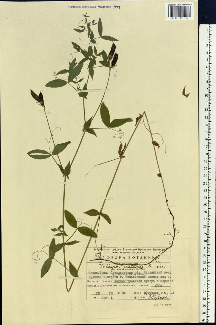Lathyrus pratensis L., Eastern Europe, Eastern region (E10) (Russia)