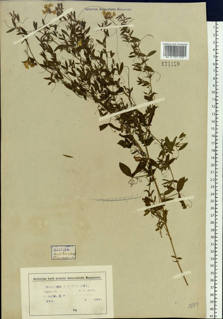 Lathyrus pratensis L., Siberia, Western Siberia (S1) (Russia)