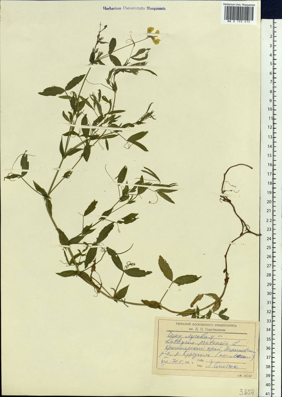 Lathyrus pratensis L., Siberia, Altai & Sayany Mountains (S2) (Russia)