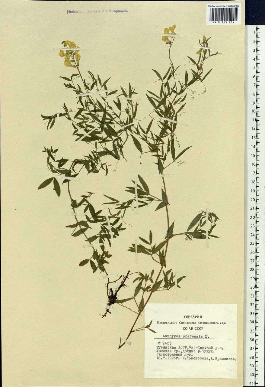 Lathyrus pratensis L., Siberia, Altai & Sayany Mountains (S2) (Russia)