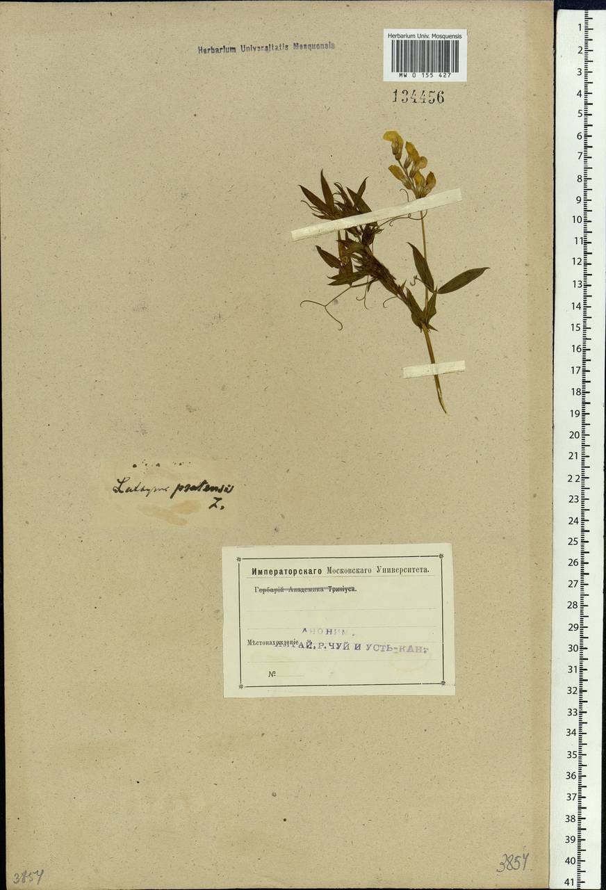 Lathyrus pratensis L., Siberia, Altai & Sayany Mountains (S2) (Russia)