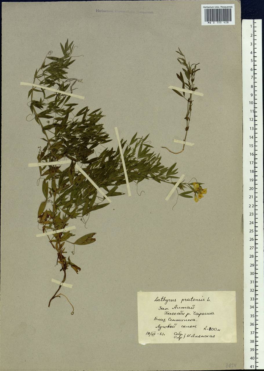 Lathyrus pratensis L., Siberia, Altai & Sayany Mountains (S2) (Russia)
