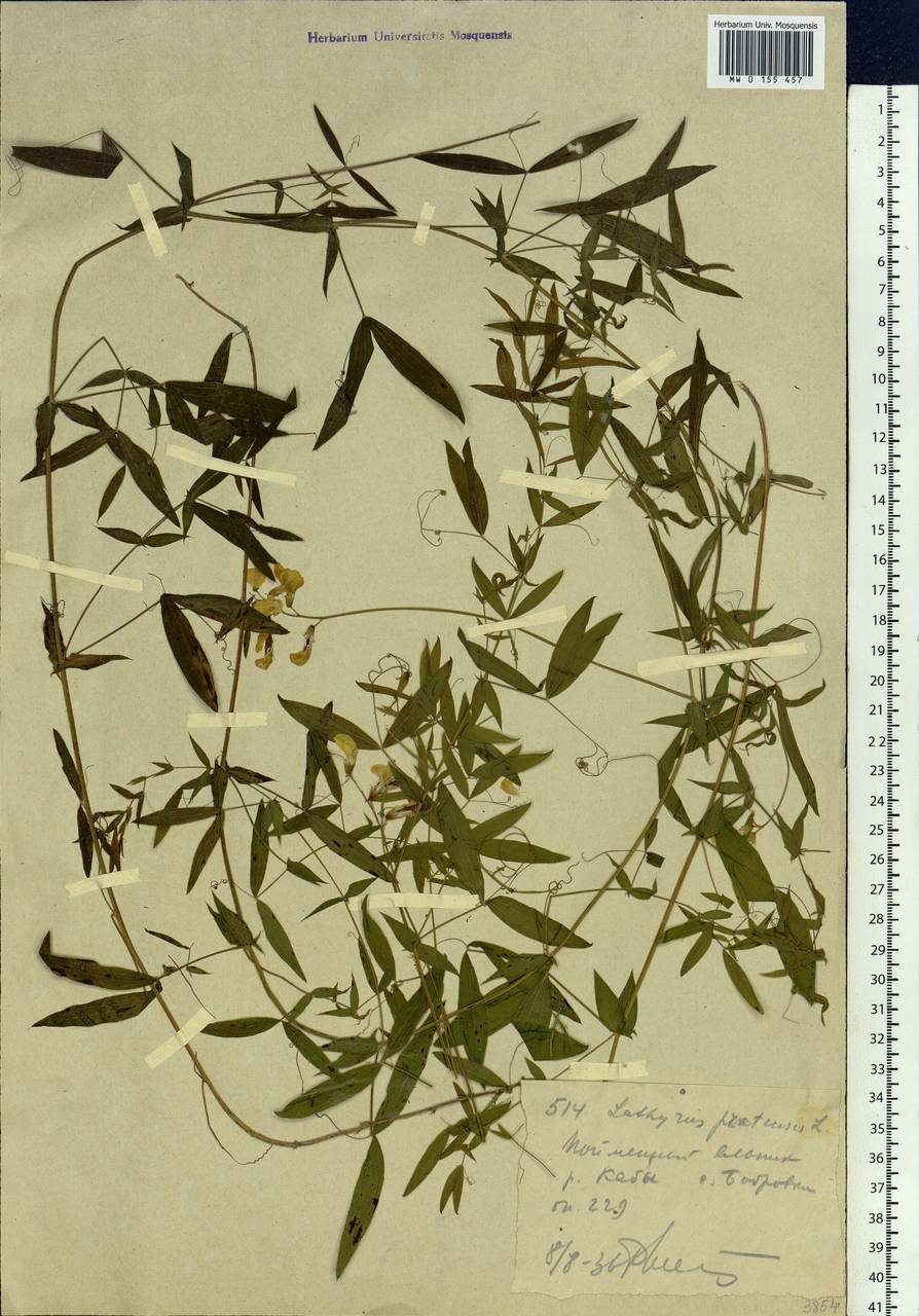 Lathyrus pratensis L., Siberia, Western (Kazakhstan) Altai Mountains (S2a) (Kazakhstan)