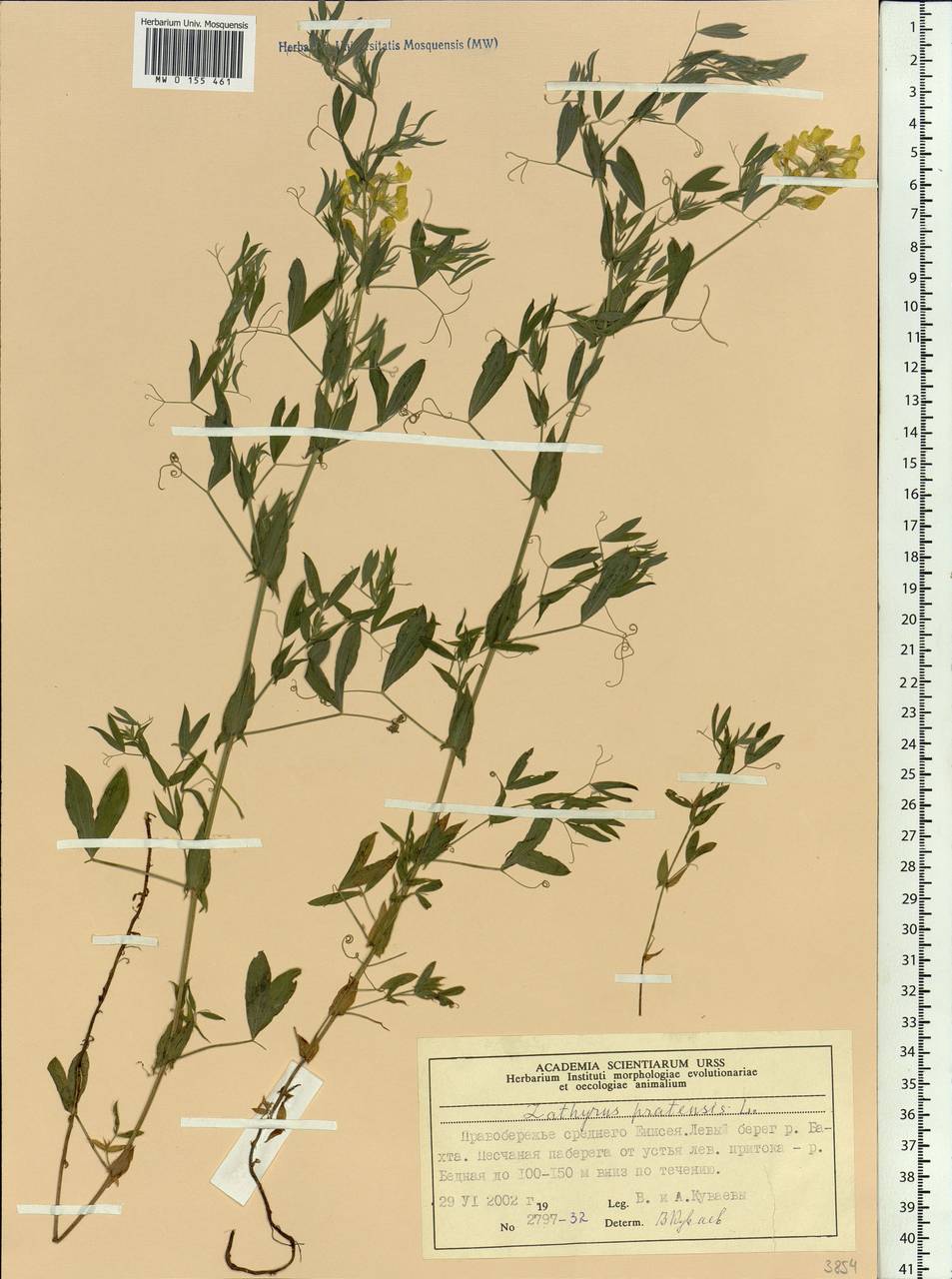 Lathyrus pratensis L., Siberia, Central Siberia (S3) (Russia)