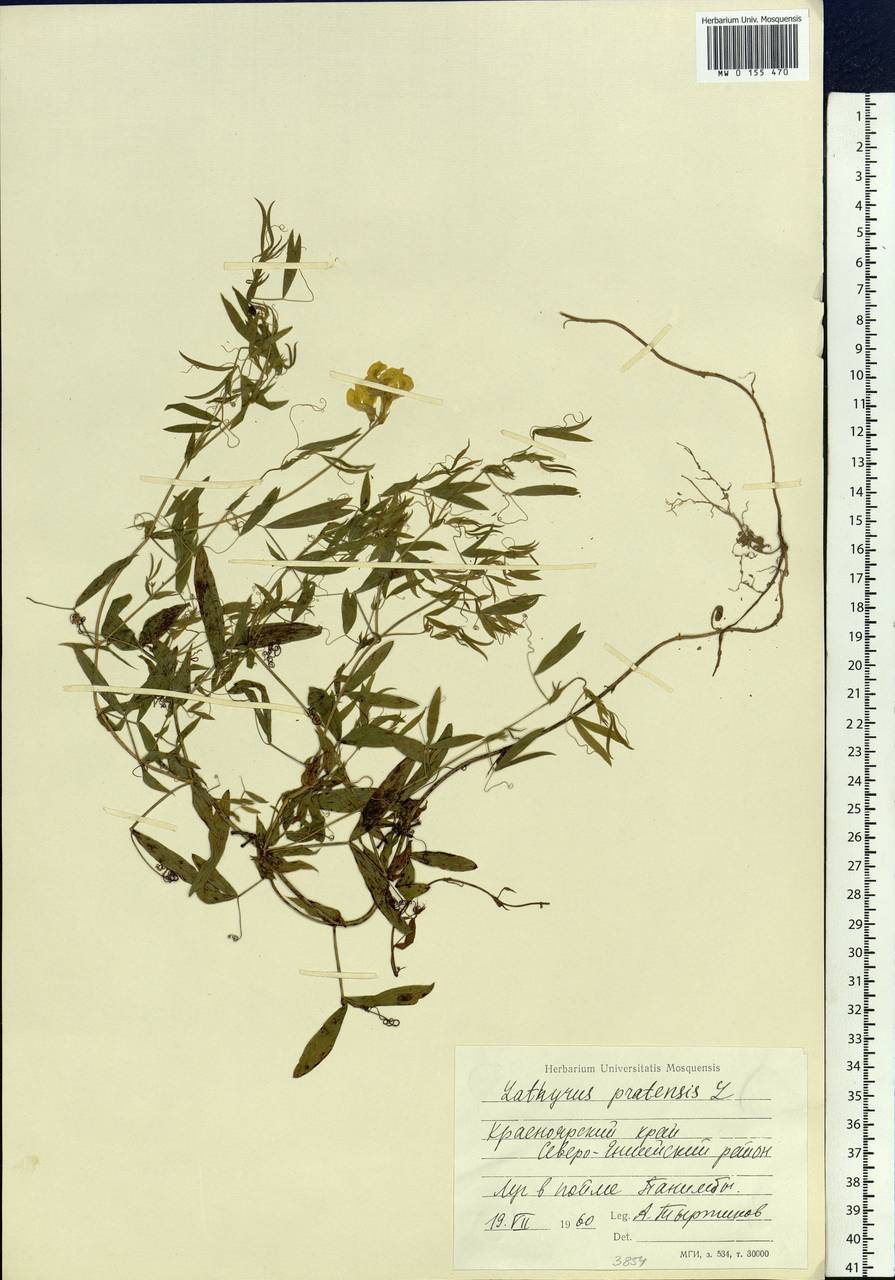 Lathyrus pratensis L., Siberia, Central Siberia (S3) (Russia)