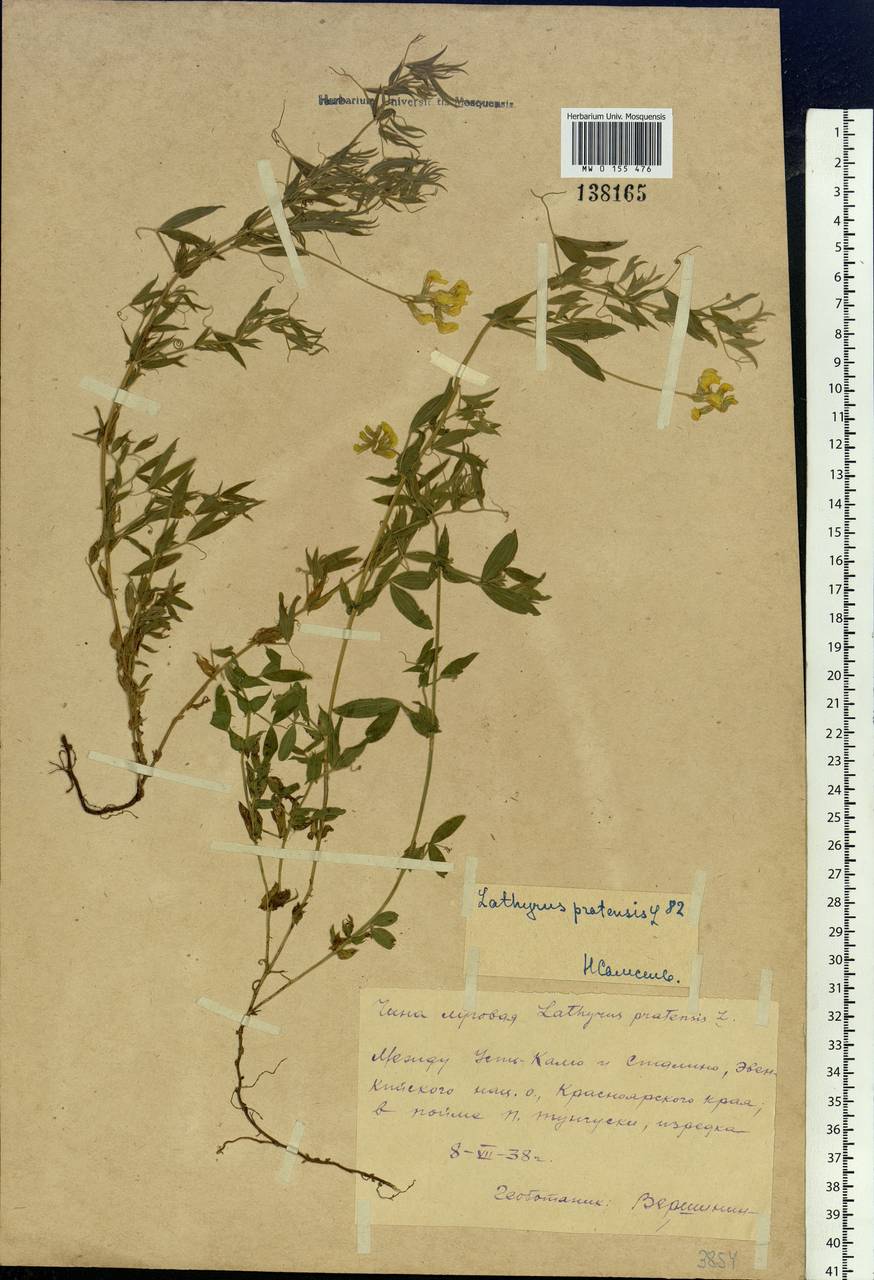 Lathyrus pratensis L., Siberia, Central Siberia (S3) (Russia)